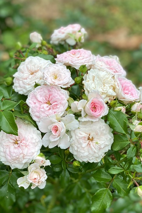 楽天市場】【冬季大苗】バラ苗 さくらこ 国産苗 6号鉢植え品［契約品種