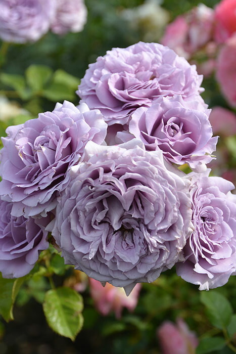 楽天市場】【冬季大苗】バラ苗 リリエンタール 国産苗 6号鉢植え品