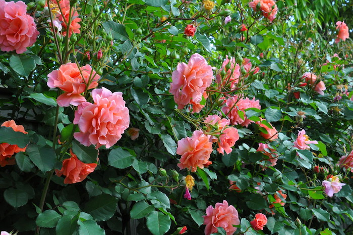 楽天市場】【冬季大苗】バラ苗 サンセットグロウ 国産苗 6号鉢植え品