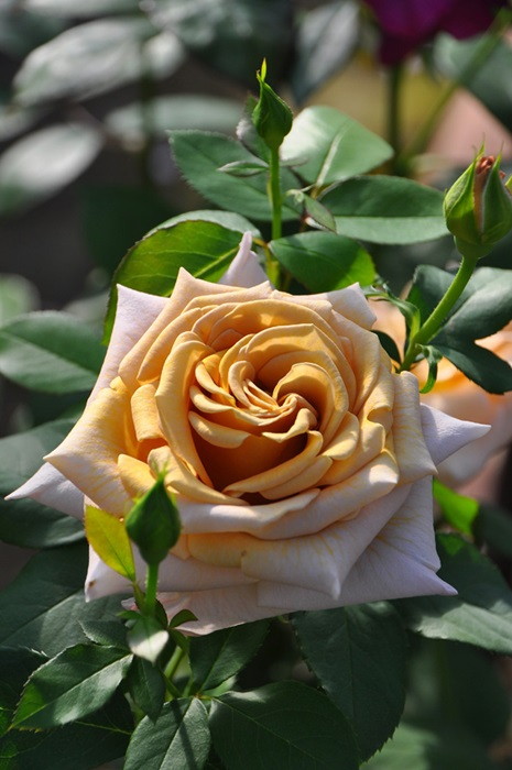 楽天市場】バラ苗【中苗】ハニーディジョン 国産苗 6号鉢植え品《J