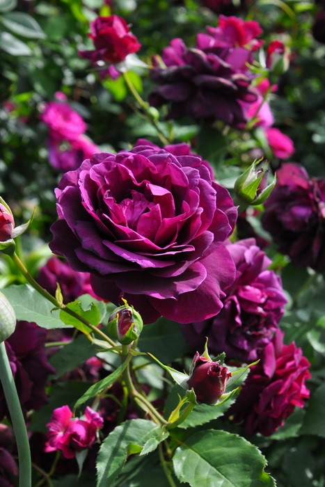 楽天市場】【冬季大苗】バラ苗 まよ【真夜】マヨ 国産苗 6号鉢植え品