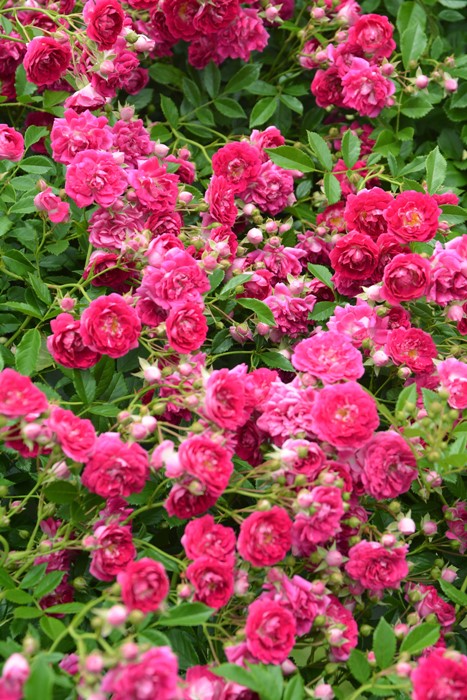 楽天市場】【大苗】バラ苗 スーパーエクセルサ 国産苗 6号鉢植え品《J