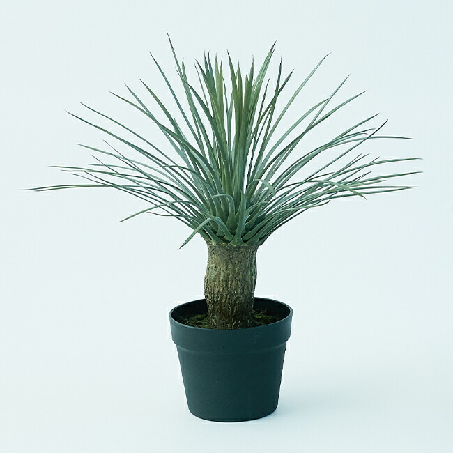 楽天市場】【造花】【フェイクグリーン】 ユッカ ロストラータ ポット