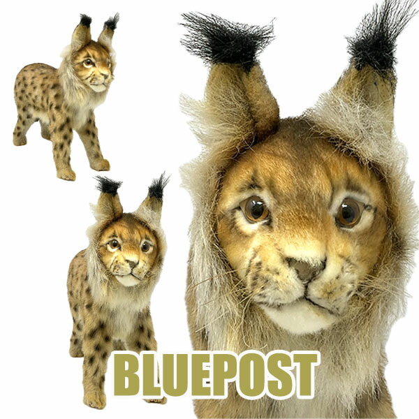 楽天市場】ヨーロッパオオヤマネコ 33 BH8070 eurasian linx ハンサ