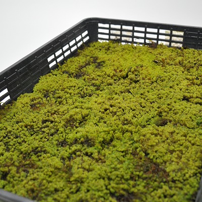 楽天市場】苔 スナゴケ 大トレー 砂苔 すなごけ 苔玉 苔テラリウム 苔