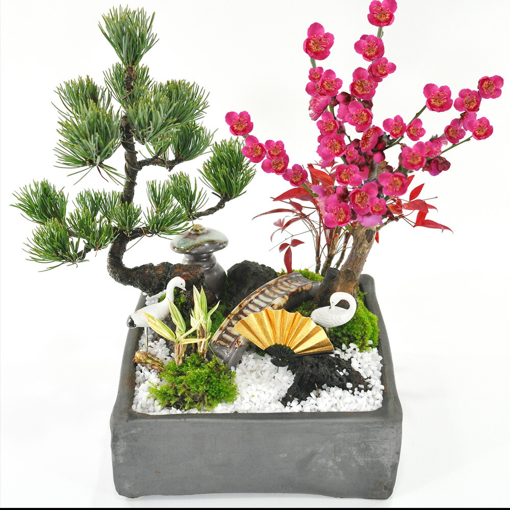 楽天市場】ミニ盆栽 松竹梅の寄せ植え 5号サイズ 5.5号サイズ 正角鉢