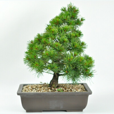 楽天市場】盆栽 五葉松 赤石五葉松 素材木 松 松盆栽 本格的 厳選