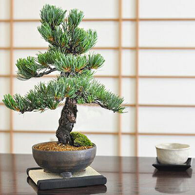楽天市場】ミニ盆栽 松 中サイズ 高級 五葉松 松ミニ盆栽 ミニ盆栽
