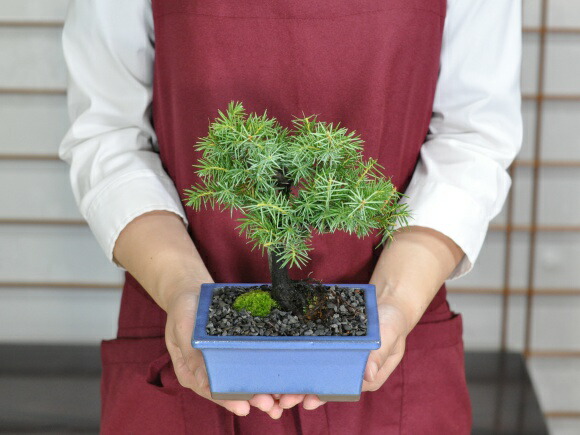 楽天市場】盆栽 ミニ杜松 ミニ盆栽 松柏 初心者 室内鑑賞 趣味 ぼん