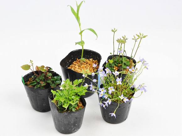 楽天市場】季節の山野草と植え替えセット バイカオウレン ジョウロウ