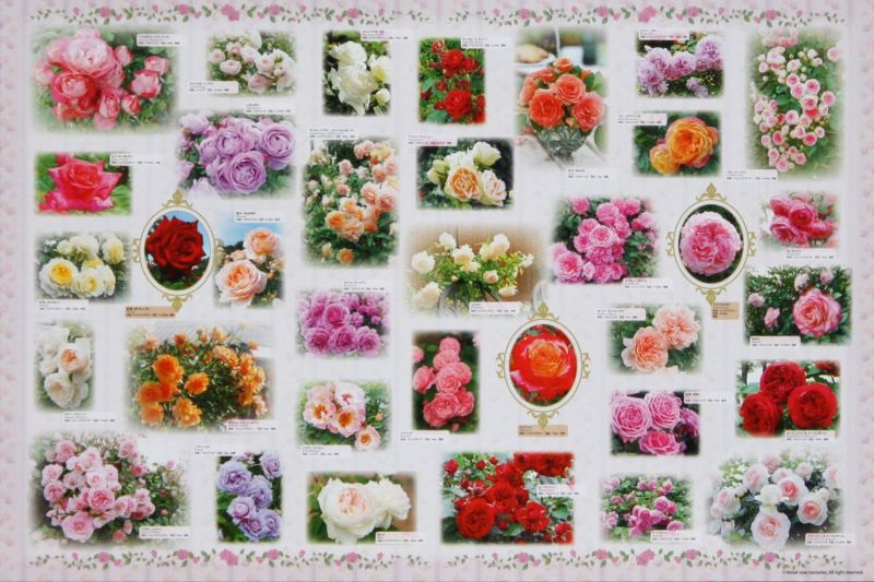 ジグソーパズル 2542」の人気商品一覧 | 安い商品を通販サイトから探す