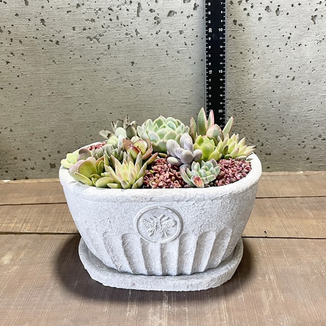 楽天市場】観葉植物【寄せ植え】多肉植物の寄せ植え（CCGF1111