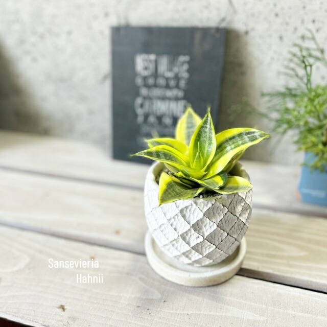 楽天市場】観葉植物【サンセヴィエリア属】サンスベリア・ハニー