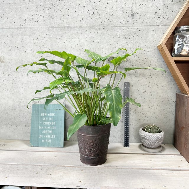 楽天市場】観葉植物【フィロデンドロン属】ザナドゥ クッカバラ 5.5号