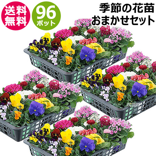 楽天市場】花苗 セット 季節の花 おまかせセット 96ポット 1187