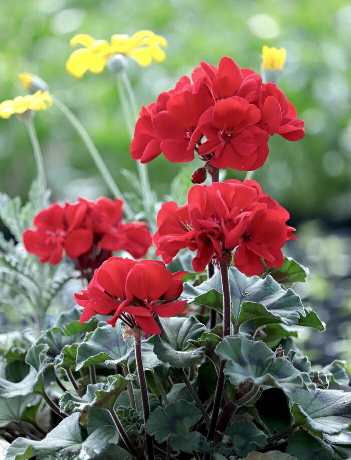 楽天市場】ゼラニウム 品種の通販