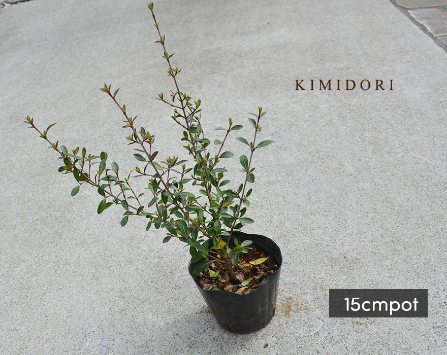 楽天市場】ビバーナム レイファーズドワーフ 苗木 常緑低木 ガマズミ