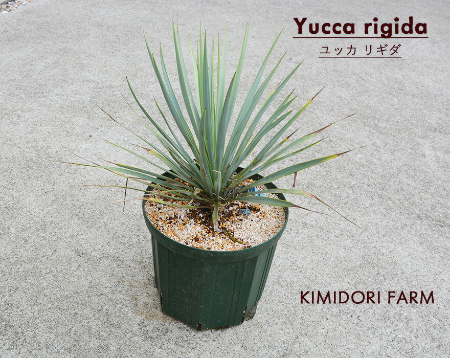 楽天市場】ユッカ リギダ ドライガーデン シルバー ロストラータ 丈夫