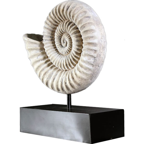 楽天市場】オウムガイ シェルの通販