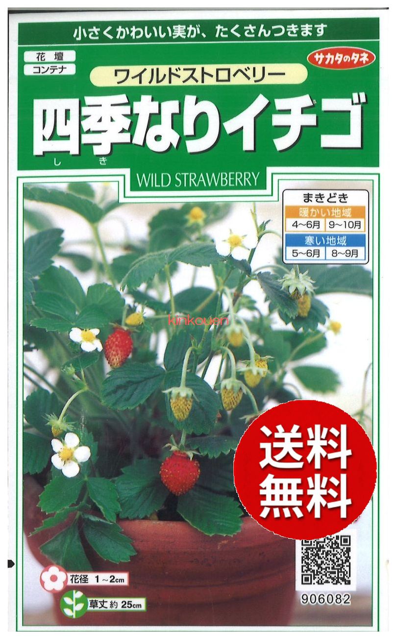 楽天市場】【代引不可】 seed たね tane 種 種子 □ﾜｲﾙﾄﾞｽﾄﾛﾍﾞﾘｰ四季