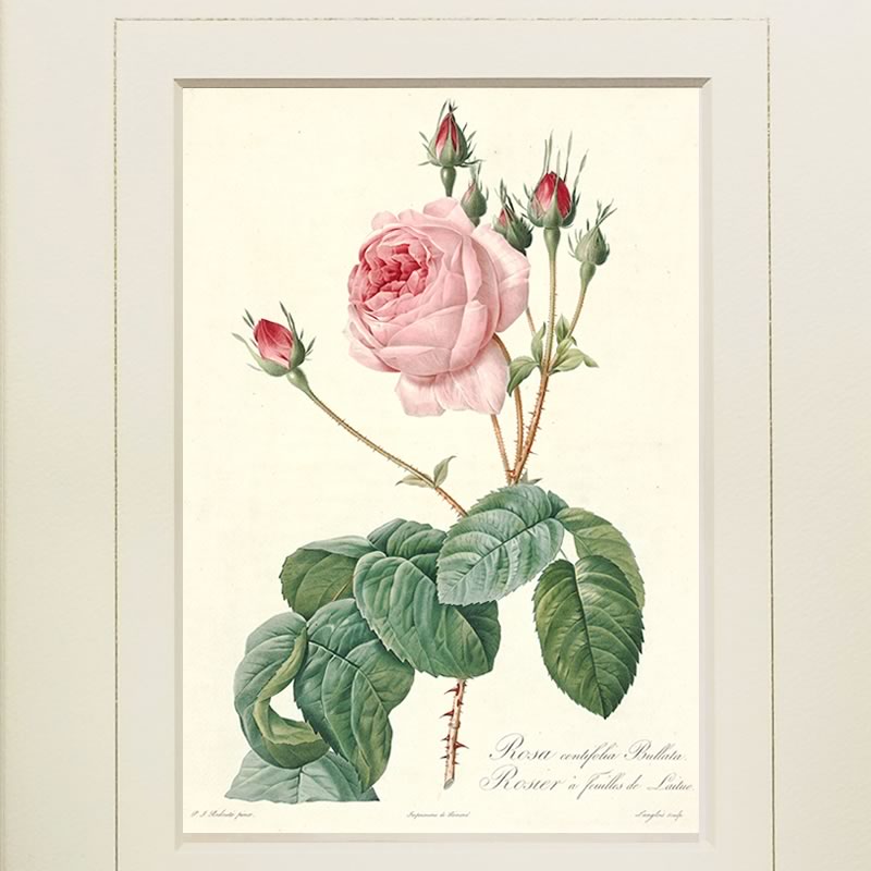 楽天市場】【スーパーセール価格】 絵画 インテリア ルドゥーテ ローズ