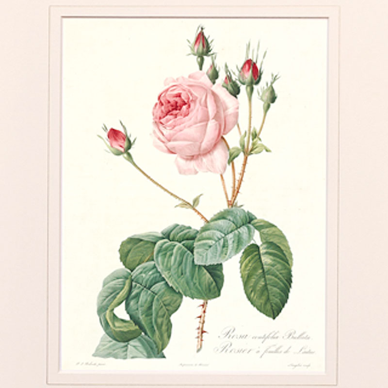 楽天市場】絵画 インテリア ルドゥーテ ローズ 絵額 複製画 『 バラ