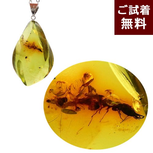 楽天市場】＼3月3日まで臨時休業中／化石 虫入り琥珀 ネックレス