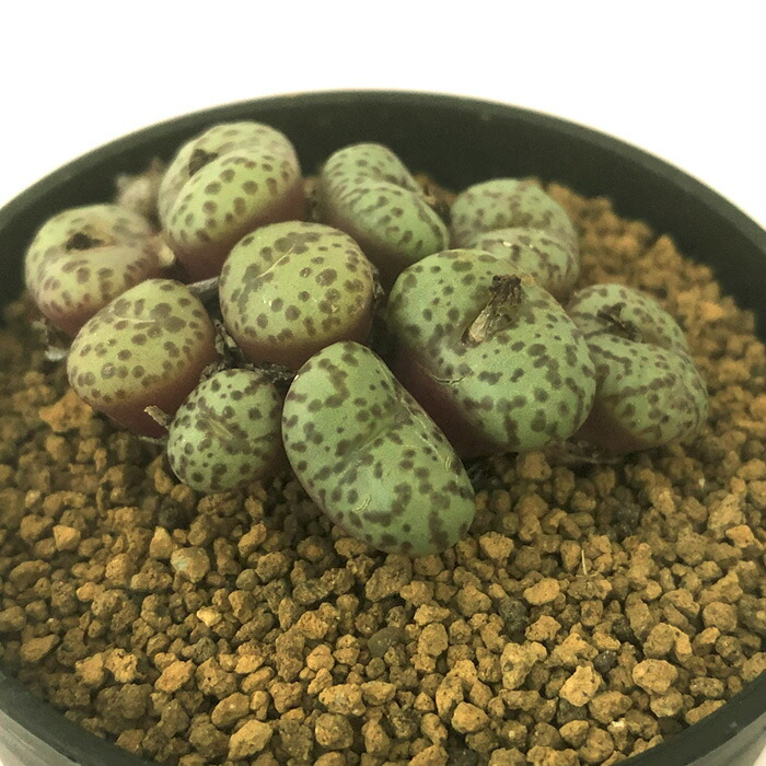 楽天市場】多肉植物 コノフィツム オブコルデルム A 2.5号鉢 観葉植物