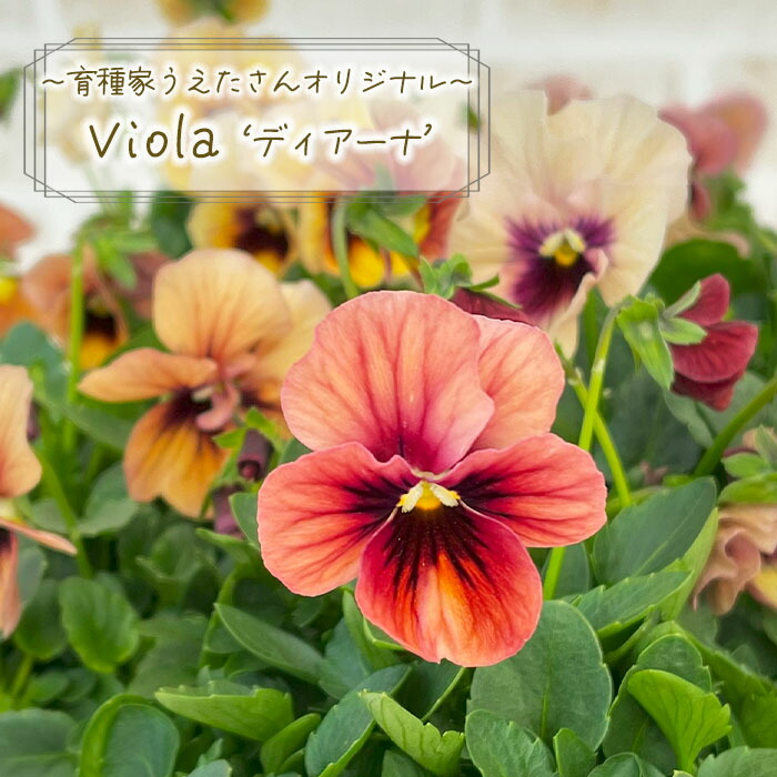 楽天市場】【まもなく予約締切】【予約販売】 育種家うえたさん