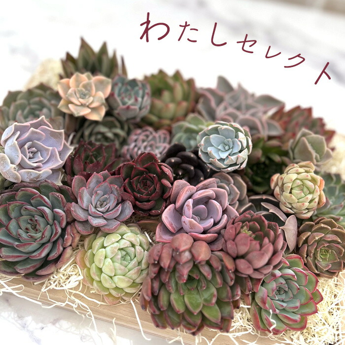 楽天市場】多肉植物 エケベリア ブラックサバス 9cmポット 観葉植物