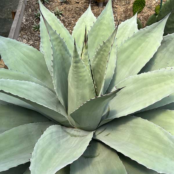 楽天市場】【送料無料】アガベ オバティフォリア フロスティブルー