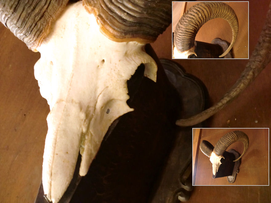 楽天市場】トロフィー/ムフロン スカルホーン /頭♯ 剥製 / 骨 壁掛 羊