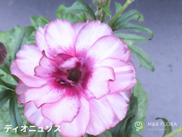 楽天市場】【24種】ラナンキュラス ラックス 4号ポット（花なし〜蕾