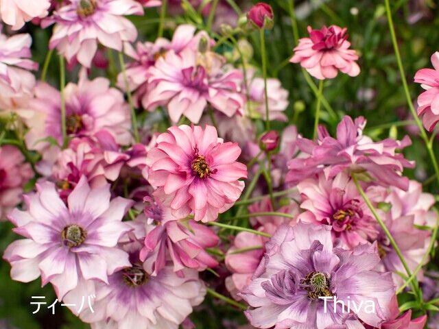 楽天市場】【24種】ラナンキュラス ラックス 4号ポット（花なし〜蕾