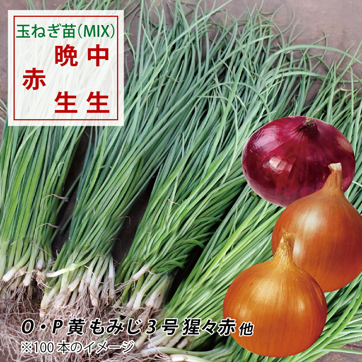 楽天市場】【100円OFFクーポン＆送料無料】鹿児島で育った良質な玉ねぎ