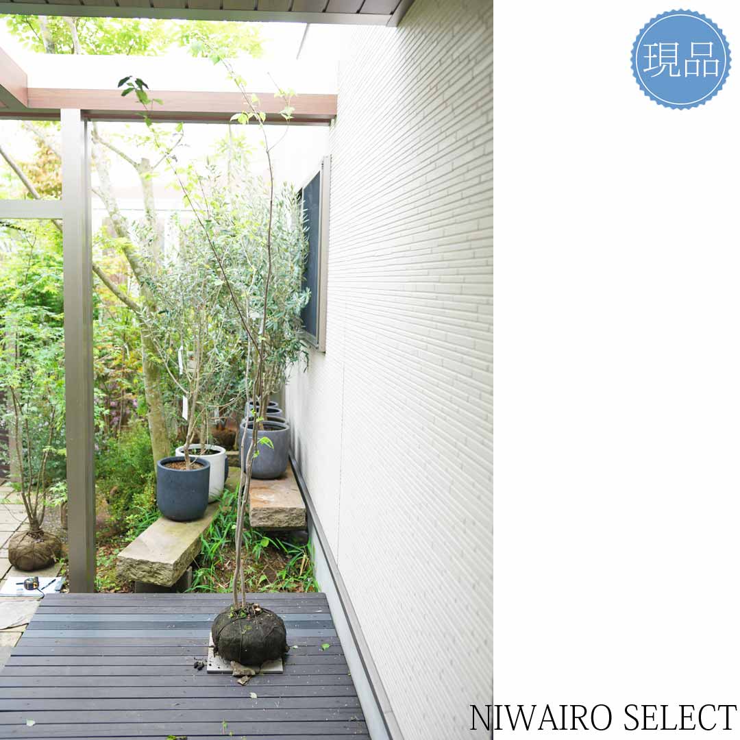 楽天市場】【現品】【ツリバナ】 ニシキギ科 株立ち 自然風樹形 樹高H