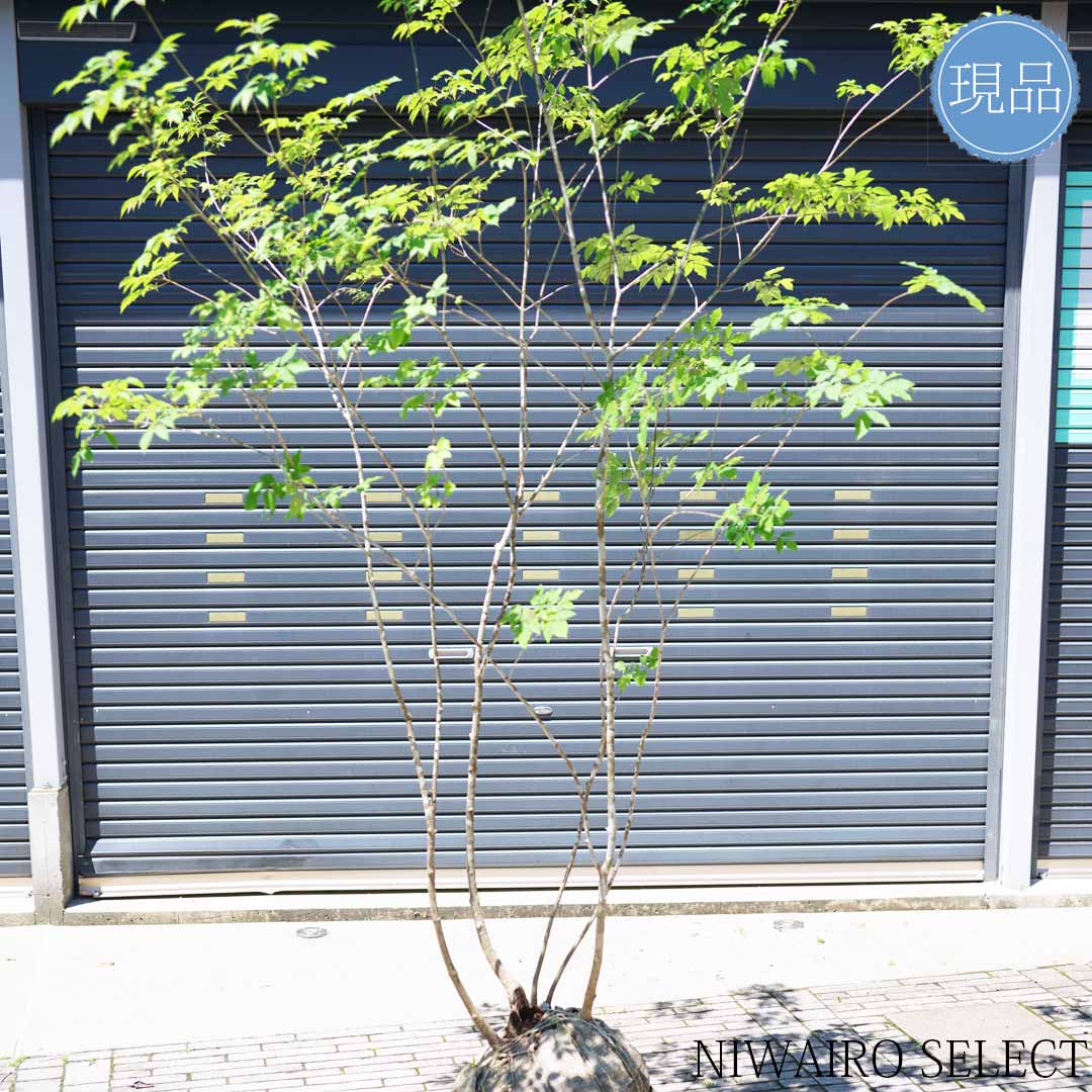 楽天市場】山採り【アオダモ】株立ち 自然風樹形 コバノトネリコ 樹高H