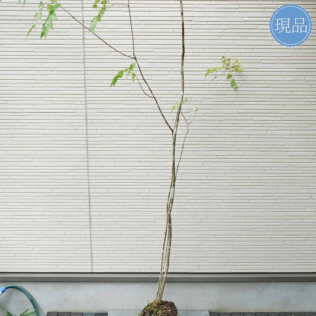 楽天市場】山採り【アオダモ】株立ち 自然風樹形 コバノトネリコ 樹高H