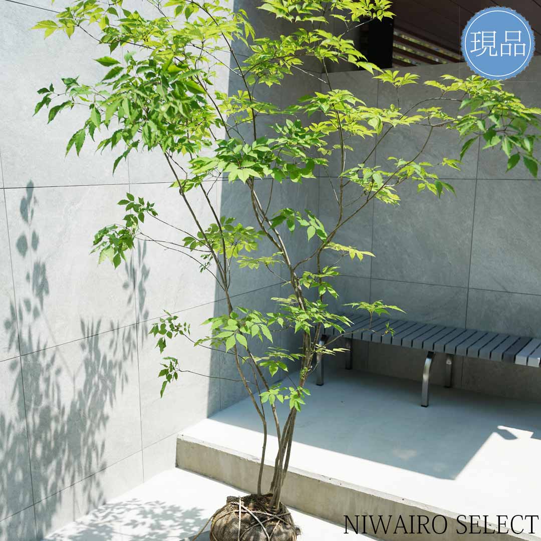 楽天市場】【現品】山採り【アオダモ】株立ち 自然風樹形