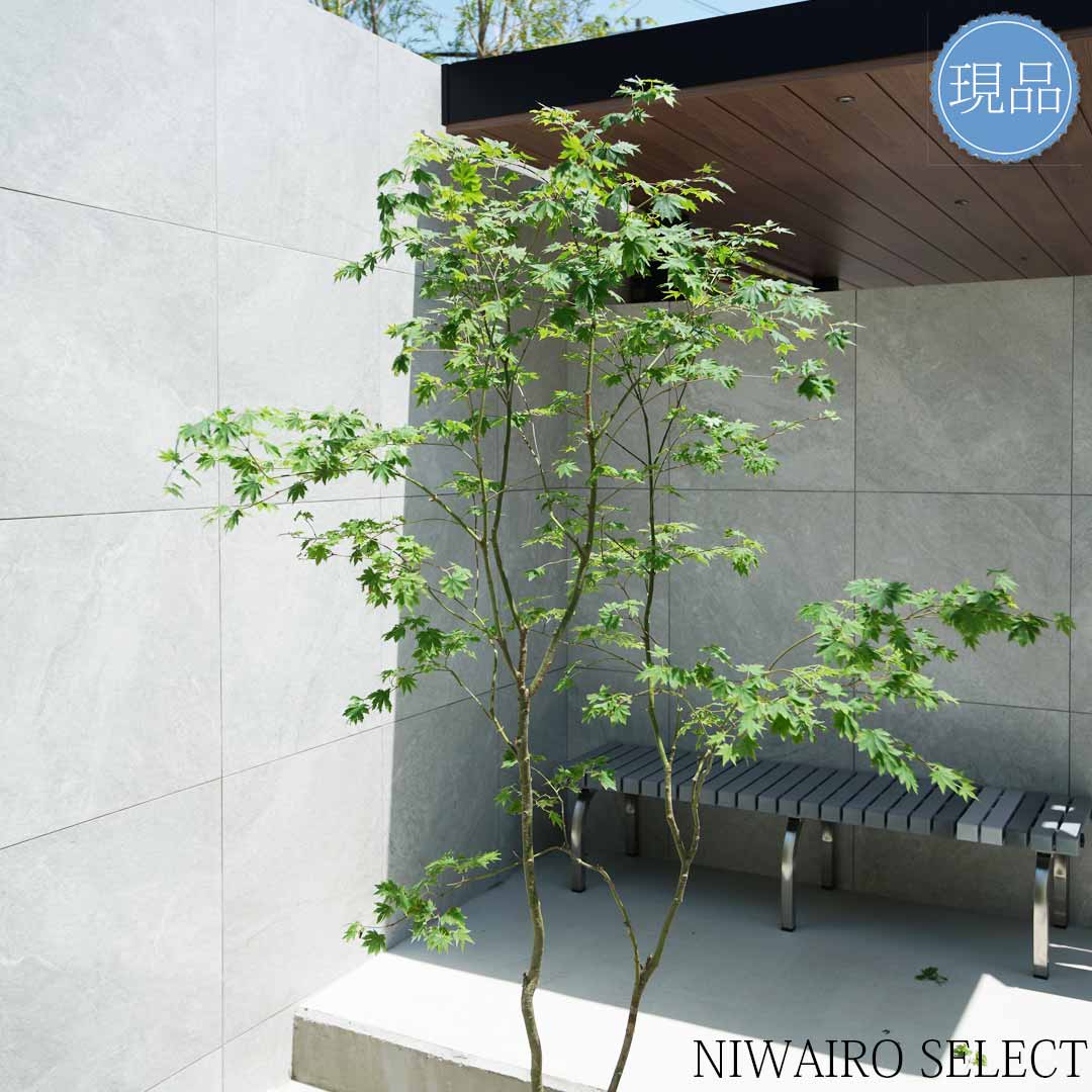 楽天市場】【現品】山採り【コハウチワカエデ】小羽団扇楓 株立ち 自然