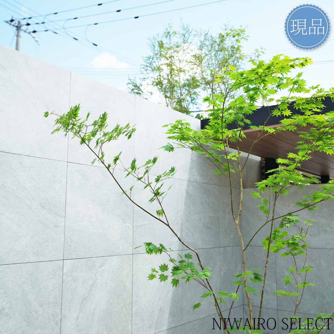 楽天市場】【現品】山採り【ヒナウチワカエデ】雛団扇楓 株立ち 自然風