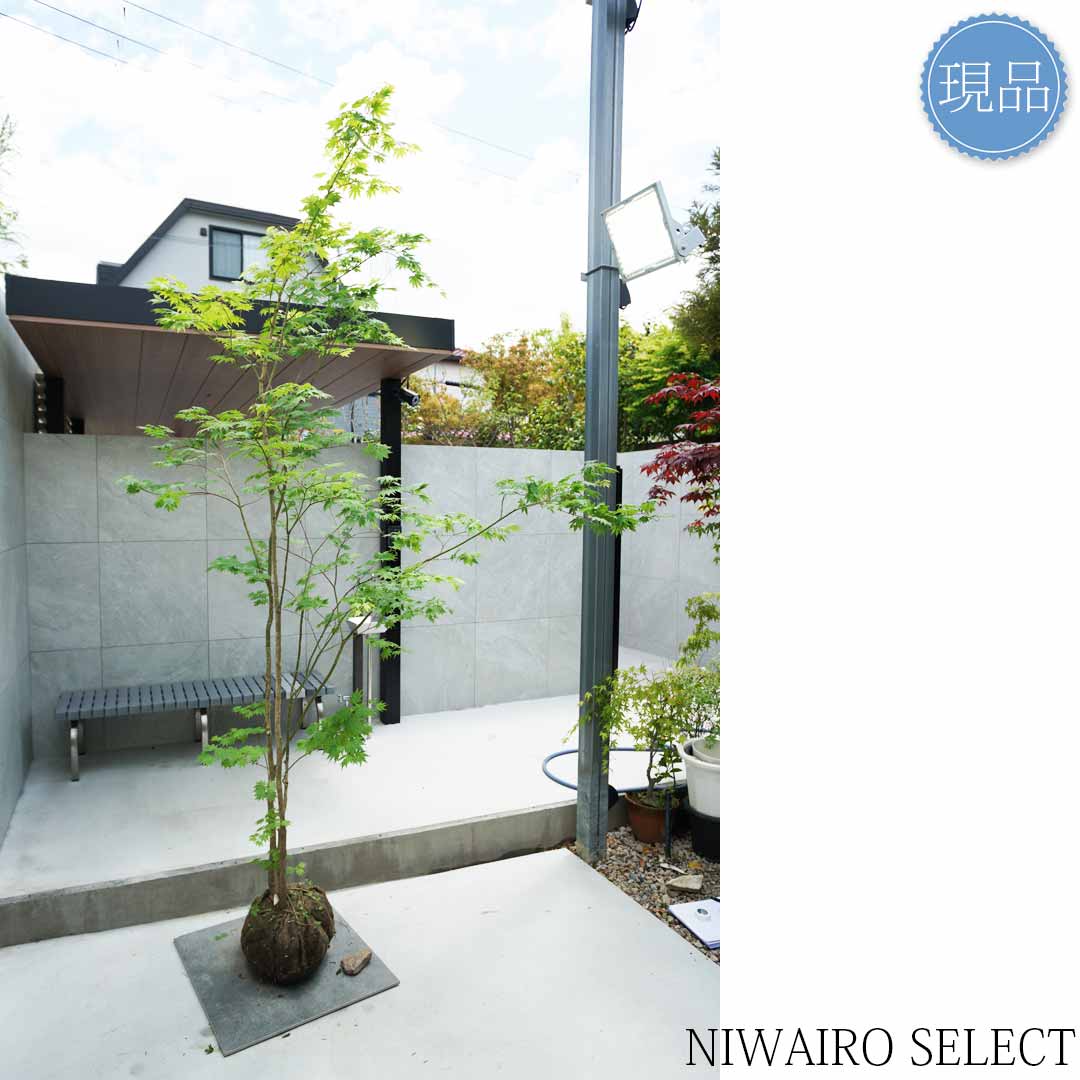 楽天市場】【現品】山採り【ヒナウチワカエデ】雛団扇楓 株立ち 自然風