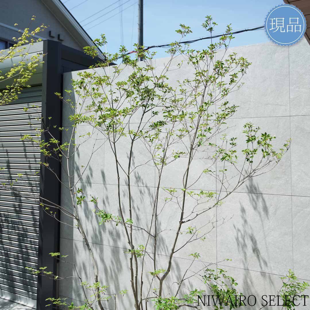 楽天市場】【現品】山採り【大型ドウダンツツジ】灯台躑躅 本株立ち