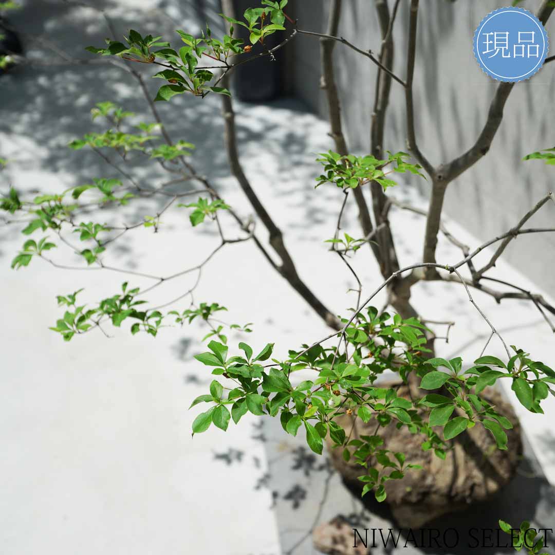 楽天市場】【現品】山採り【大型ドウダンツツジ】灯台躑躅 本株立ち