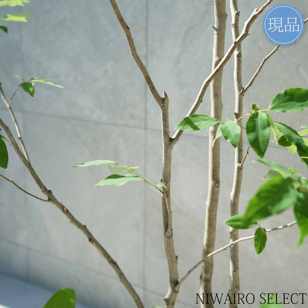 楽天市場】【現品】【ヤマコウバシ】山香ばし 株立ち 自然風樹形 樹高H