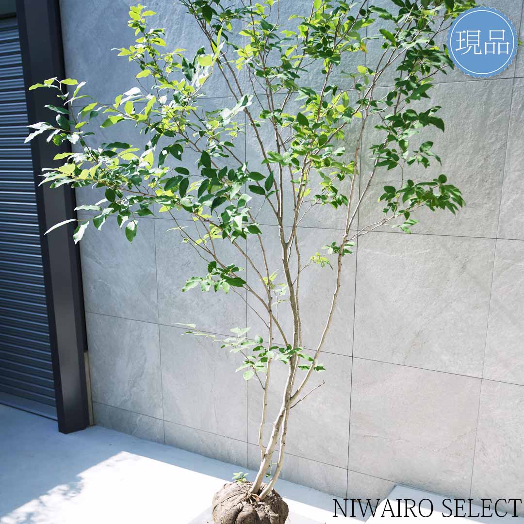 楽天市場】【現品】【ヤマコウバシ】山香ばし 株立ち 自然風樹形 樹高H