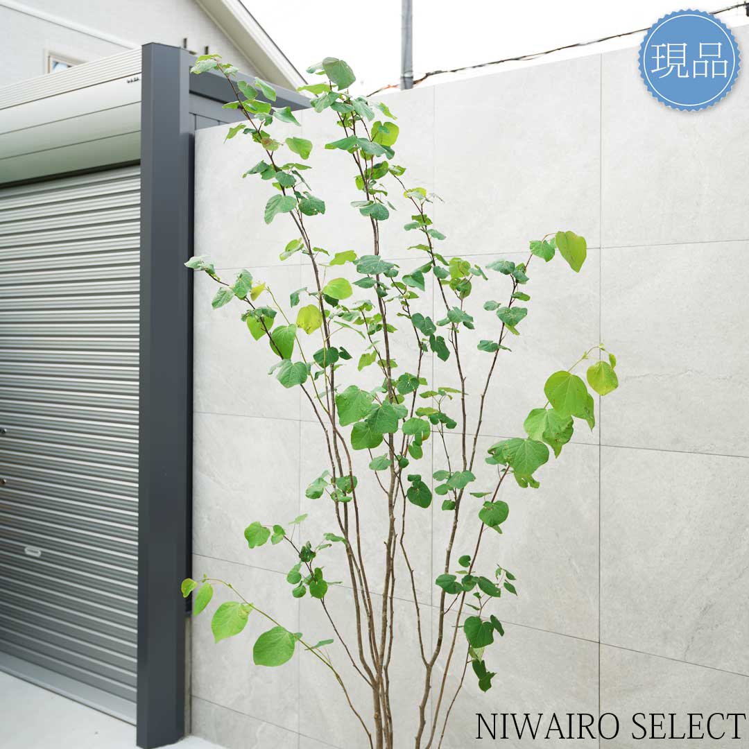 楽天市場】【現品】【マルバノキ】ベニマンサク 紅万作 株立ち 自然風