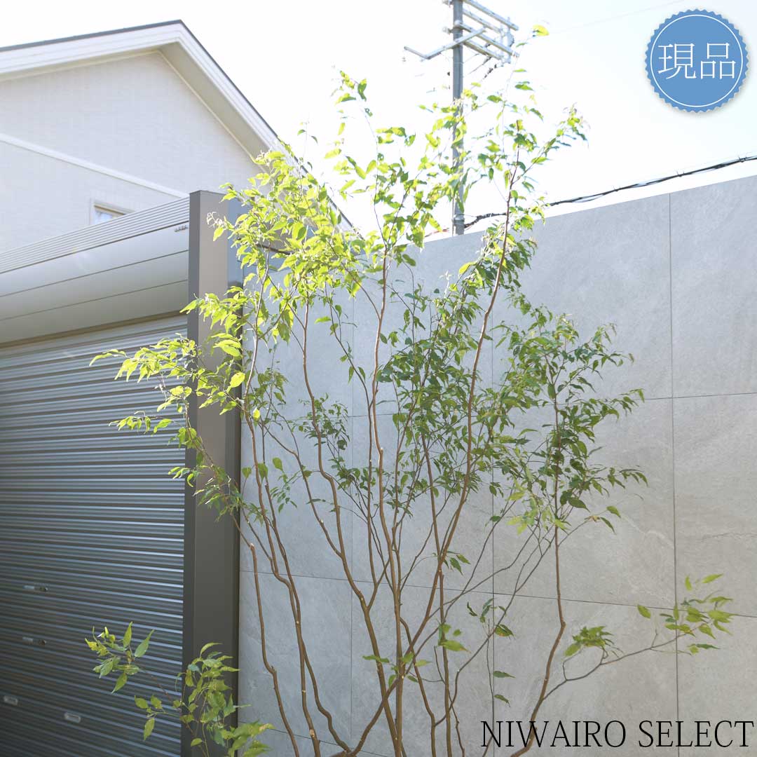 楽天市場】【現品】山採り【ハイノキ】株立ち 自然風樹形 樹高H≒235