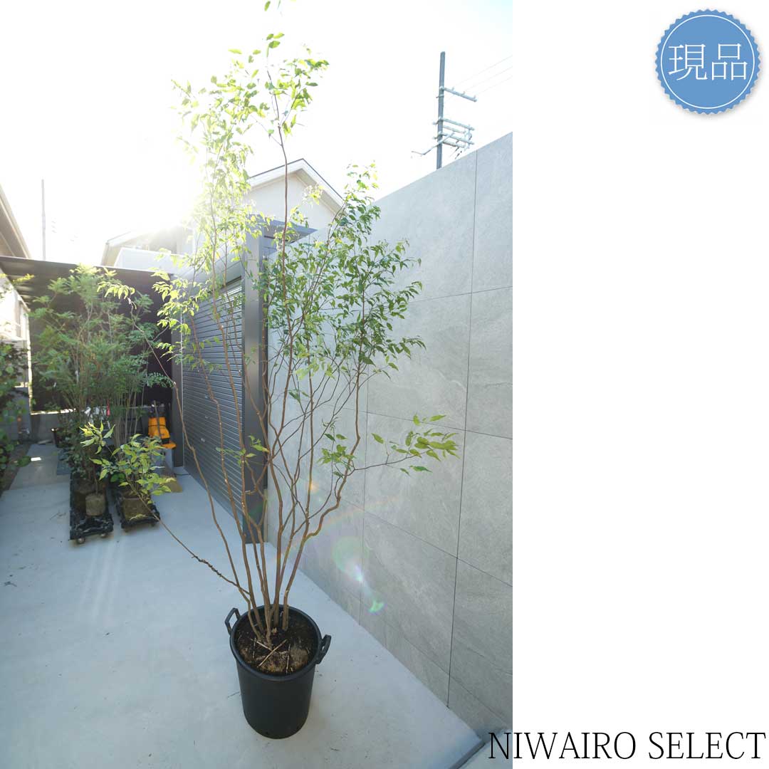 楽天市場】【現品】山採り【ハイノキ】株立ち 自然風樹形 樹高H≒235