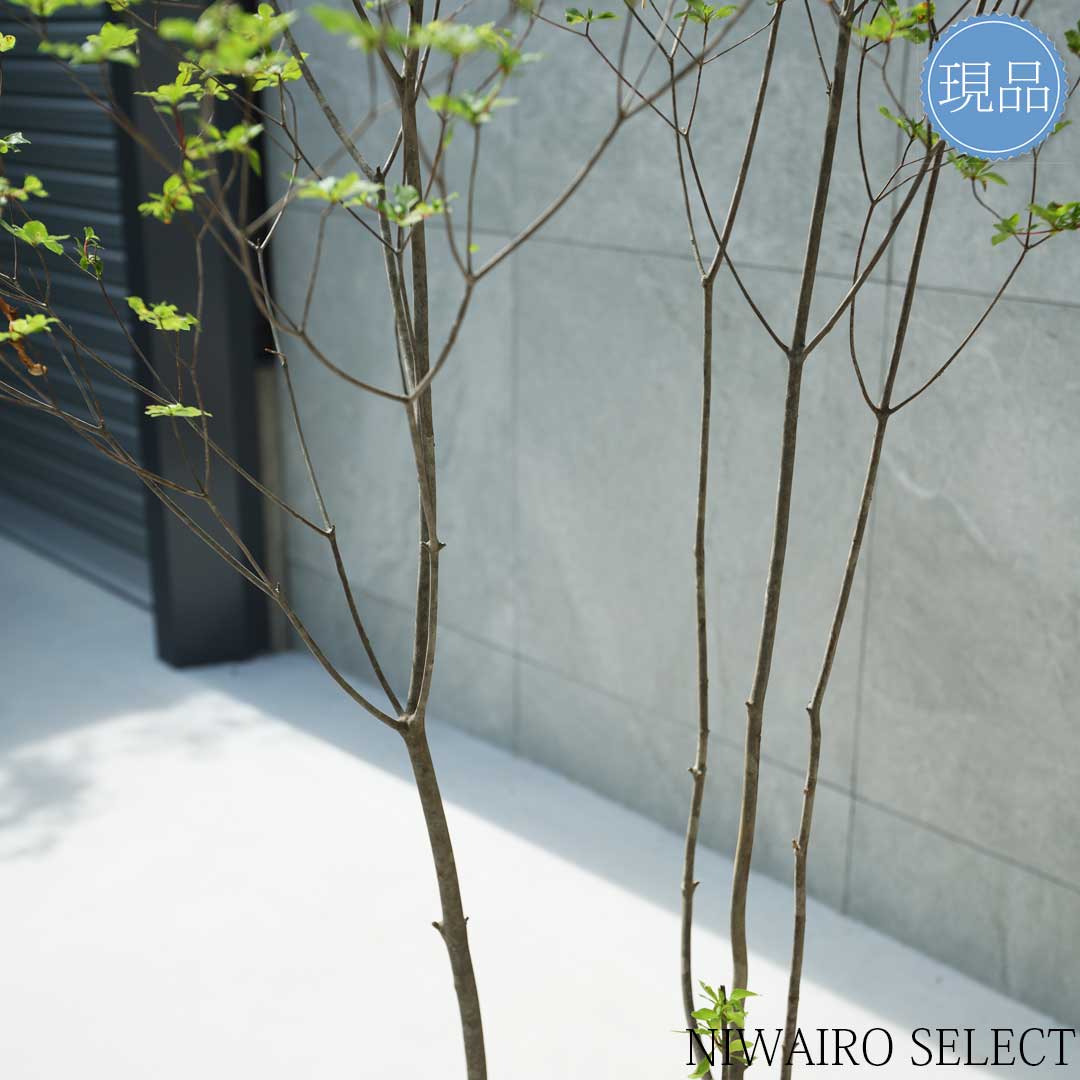 楽天市場】【現品】山採り【アブラツツジ】アブラドウダンツツジ 油